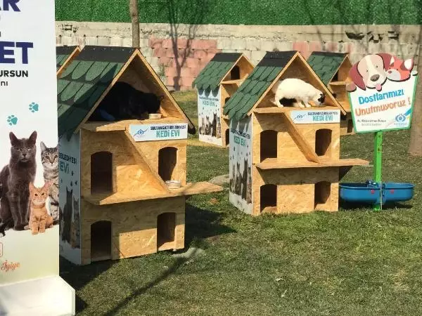 Sultangazi'de 'Kedi Köyü' kuruldu Sultangazi'de 'Kedi Köyü' kuruldu