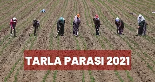 Tarla parası ne zaman verilecek 2021? Tarla destek parası nedir, nasıl alınır? Tarla parası ne zaman verilecek 2021? Tarla destek parası nedir, nasıl alınır?