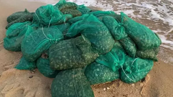 Yunanistan'a götürülmek istenilen 1 ton midye ele geçirildi Yunanistan'a götürülmek istenilen 1 ton midye ele geçirildi