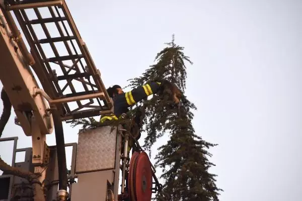 ESKİŞEHİR 15 metrelik ağaçta mahsur kalan kediyi itfaiye kurtardı ESKİŞEHİR 15 metrelik ağaçta mahsur kalan kediyi itfaiye kurtardı