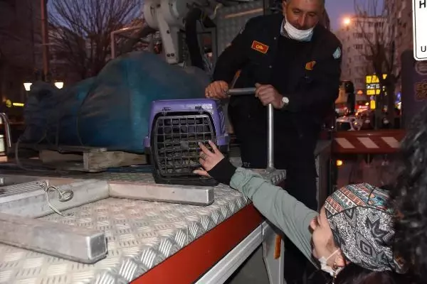 ESKİŞEHİR 15 metrelik ağaçta mahsur kalan kediyi itfaiye kurtardı ESKİŞEHİR 15 metrelik ağaçta mahsur kalan kediyi itfaiye kurtardı