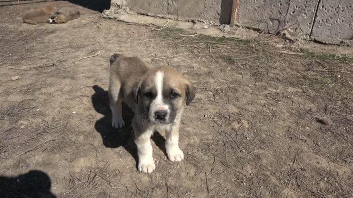 Annesi ölen 7 minik köpeğe, yavruları hastalıktan ölen başka bir köpek bakıyor