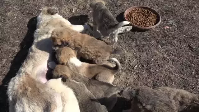 Annesi ölen 7 minik köpeğe, yavruları hastalıktan ölen başka bir köpek bakıyor Annesi ölen 7 minik köpeğe, yavruları hastalıktan ölen başka bir köpek bakıyor