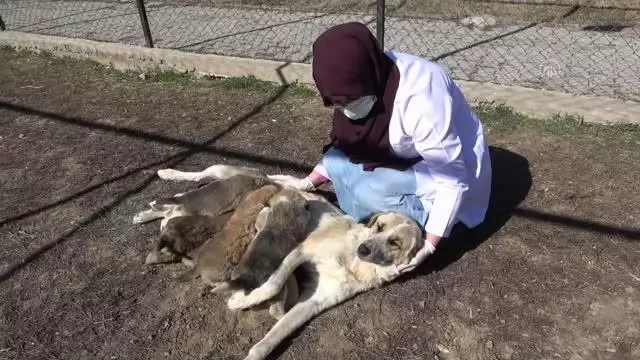 Annesi ölen 7 minik köpeğe, yavruları hastalıktan ölen başka bir köpek bakıyor Annesi ölen 7 minik köpeğe, yavruları hastalıktan ölen başka bir köpek bakıyor