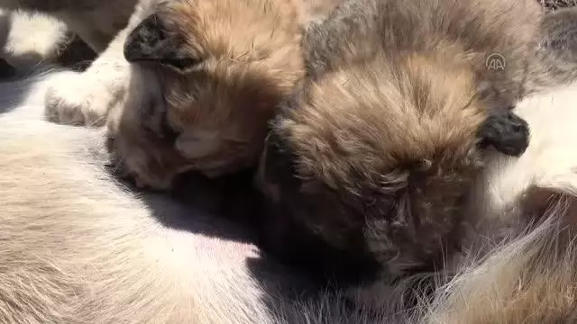 Annesi ölen 7 minik köpeğe, yavruları hastalıktan ölen başka bir köpek bakıyor Annesi ölen 7 minik köpeğe, yavruları hastalıktan ölen başka bir köpek bakıyor