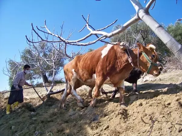 Bu köyde hala 'kara saban' kullanılıyor! Ekmek parasını iki öküzün sırtından kazanıyor