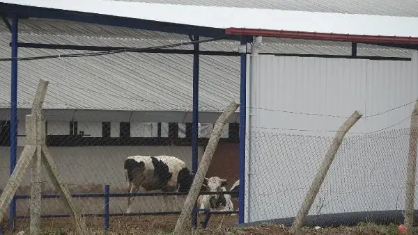 Son dakika haber | KIRKLARELİ Kırklareli'de yem deposunda çıkan yangında tonlarca saman ve yem küle döndü Son dakika haber | KIRKLARELİ Kırklareli'de yem deposunda çıkan yangında tonlarca saman ve yem küle döndü