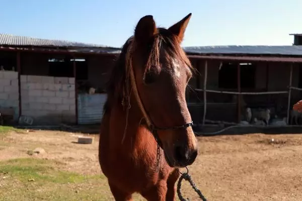 Koronavirüste mutant uyarısı: İnsandan hayvana bulaşmayacağının garantisi yok Koronavirüste mutant uyarısı: İnsandan hayvana bulaşmayacağının garantisi yok