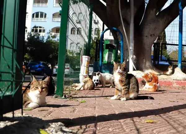 Koronavirüste mutant uyarısı: İnsandan hayvana bulaşmayacağının garantisi yok Koronavirüste mutant uyarısı: İnsandan hayvana bulaşmayacağının garantisi yok
