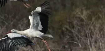 Mısır'dan yola çıkan 8 yaşındaki 'Leylek Jonas', göç yolunda fotoğraflandı