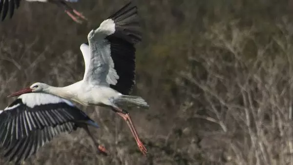 Mısır'dan yola çıkan 8 yaşındaki 'Leylek Jonas', göç yolunda fotoğraflandı Mısır'dan yola çıkan 8 yaşındaki 'Leylek Jonas', göç yolunda fotoğraflandı