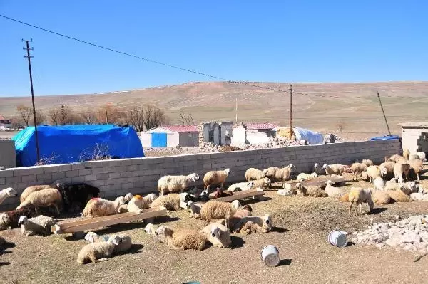 Nevşehir'de yangında 120 küçükbaşı telef olan besicilere destek Nevşehir'de yangında 120 küçükbaşı telef olan besicilere destek