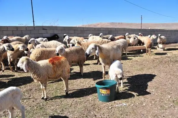 Nevşehir'de yangında 120 küçükbaşı telef olan besicilere destek Nevşehir'de yangında 120 küçükbaşı telef olan besicilere destek