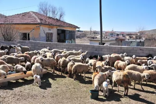 Nevşehir'de yangında 120 küçükbaşı telef olan besicilere destek Nevşehir'de yangında 120 küçükbaşı telef olan besicilere destek