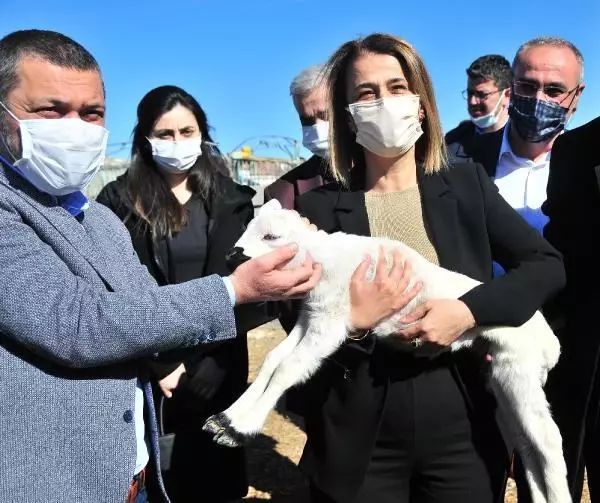 Nevşehir'de yangında 120 küçükbaşı telef olan besicilere destek Nevşehir'de yangında 120 küçükbaşı telef olan besicilere destek