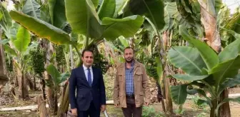 Çaybaşı: Teknolojik serada yıllık 450 bin ton muz üretimi ile Torbalı'yı söz sahibi yaptı Çaybaşı: Teknolojik serada yıllık 450 bin ton muz üretimi ile Torbalı'yı söz sahibi yaptı