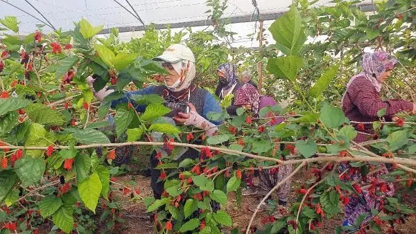 Yılın ilk karadutu hasat edildi Yılın ilk karadutu hasat edildi