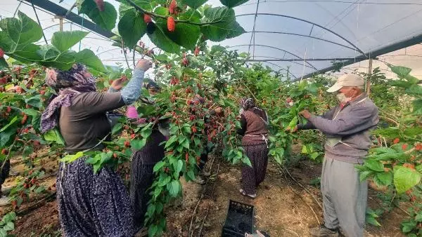 Yılın ilk karadutu hasat edildi Yılın ilk karadutu hasat edildi