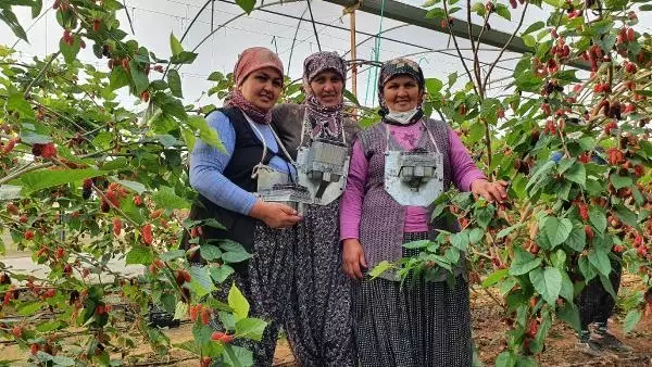 Yılın ilk karadutu hasat edildi Yılın ilk karadutu hasat edildi