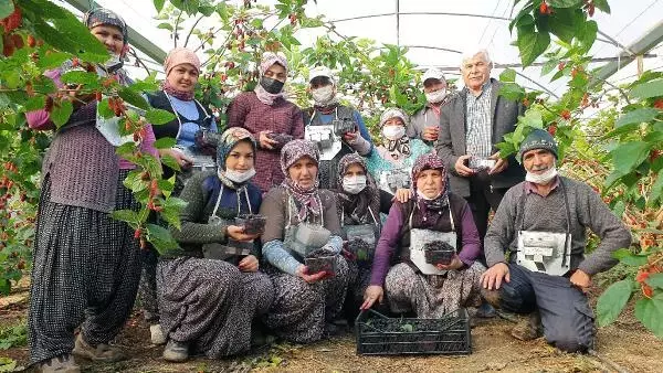 Yılın ilk karadutu hasat edildi Yılın ilk karadutu hasat edildi