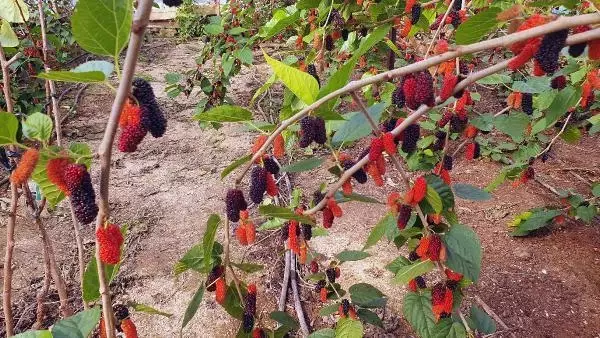 Yılın ilk karadutu hasat edildi Yılın ilk karadutu hasat edildi