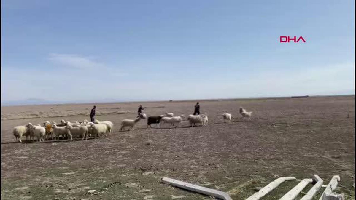 Son Dakika | Jandarma, kayıp koyunları dronla buldu