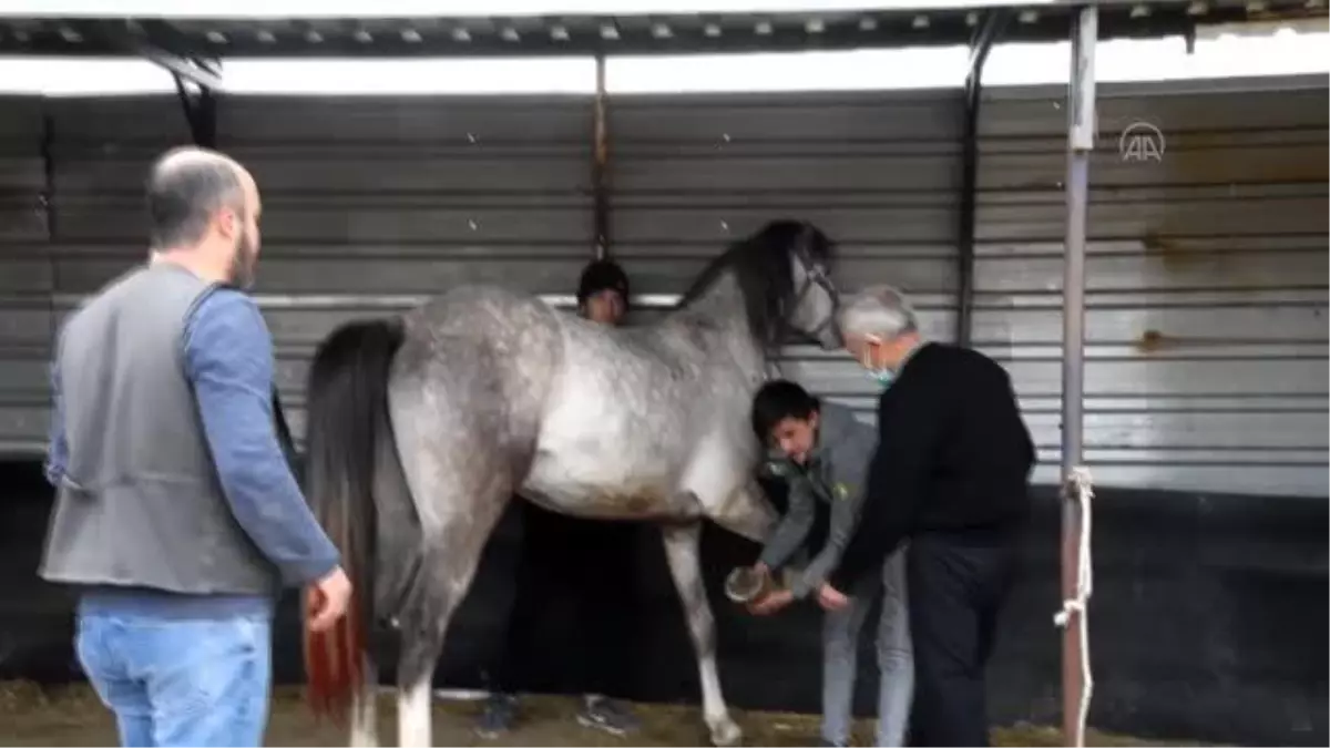BALIKESİR - Sındırgı'nın son nalbantı yarım asırlık mesleğini yaşatmaya çalışıyor