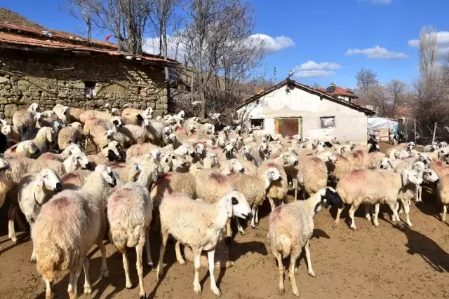Devlet desteğiyle çiftçilerin yüzleri gülüyor: Hibe tohumlar toprakla buluşturuldu Devlet desteğiyle çiftçilerin yüzleri gülüyor: Hibe tohumlar toprakla buluşturuldu