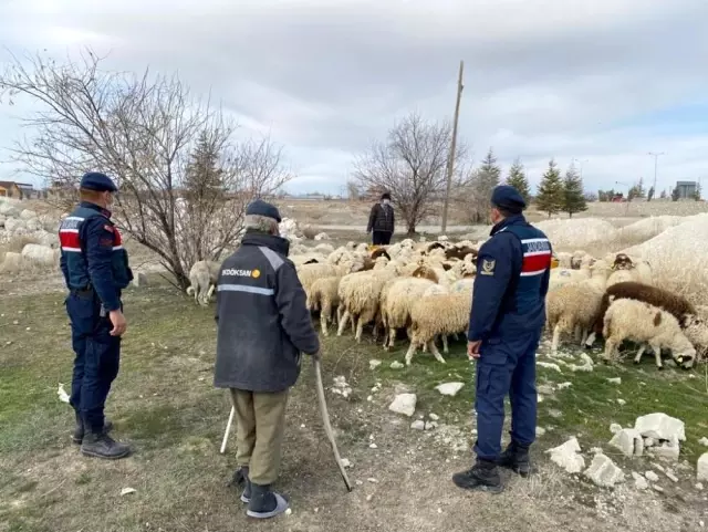 Kayıp koyunları jandarma ekipleri drone ile buldu Kayıp koyunları jandarma ekipleri drone ile buldu