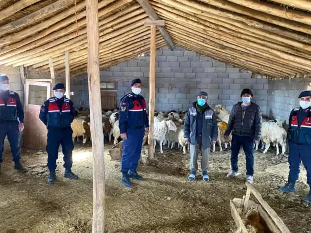 Kayıp koyunları jandarma ekipleri drone ile buldu Kayıp koyunları jandarma ekipleri drone ile buldu