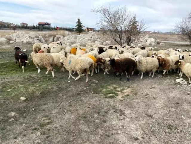 Kayıp koyunları jandarma ekipleri drone ile buldu Kayıp koyunları jandarma ekipleri drone ile buldu