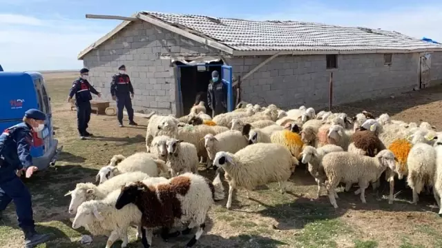 Kayıp koyunları jandarma ekipleri drone ile buldu Kayıp koyunları jandarma ekipleri drone ile buldu