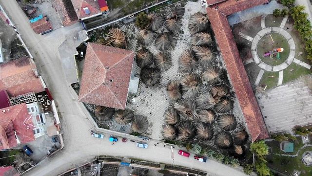 Samsun'un Vezirköprü ilçesinde büyük umutlarla ekilen kenevirler üreticinin elinde kaldı