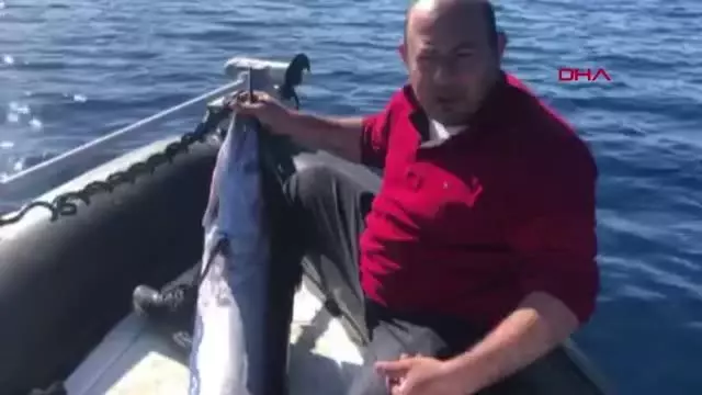 KKTC'de yakalanan 40 kiloluk dev kılıç balığı görenleri şaşırttı