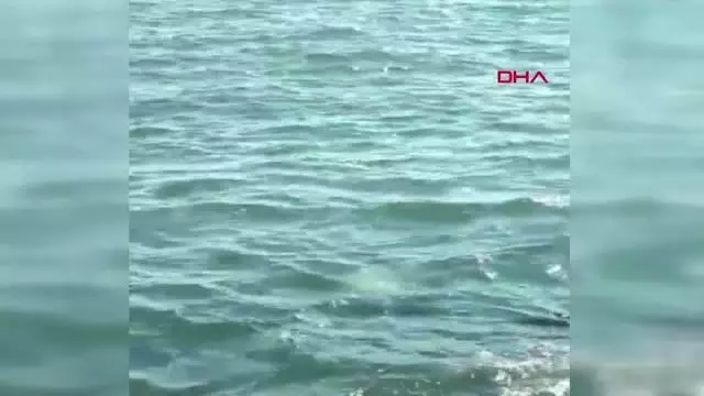 MERSİN Mersin'de kıyıda görülen fok balığı, görenleri şaşırttı MERSİN Mersin'de kıyıda görülen fok balığı, görenleri şaşırttı