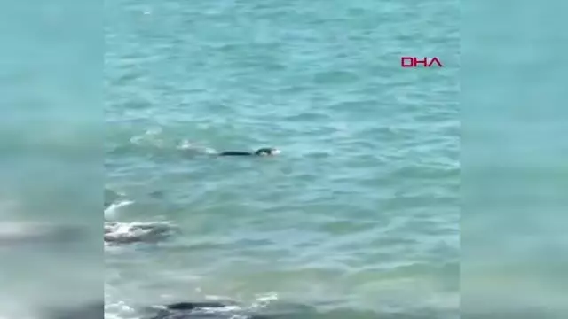 MERSİN Mersin'de kıyıda görülen fok balığı, görenleri şaşırttı MERSİN Mersin'de kıyıda görülen fok balığı, görenleri şaşırttı