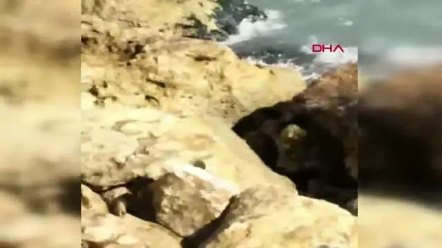 MERSİN Mersin'de kıyıda görülen fok balığı, görenleri şaşırttı MERSİN Mersin'de kıyıda görülen fok balığı, görenleri şaşırttı
