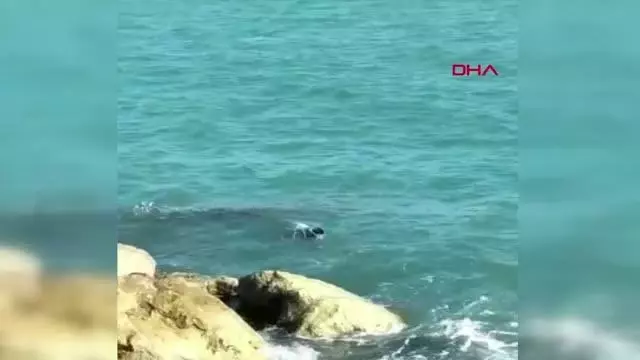 MERSİN Mersin'de kıyıda görülen fok balığı, görenleri şaşırttı MERSİN Mersin'de kıyıda görülen fok balığı, görenleri şaşırttı