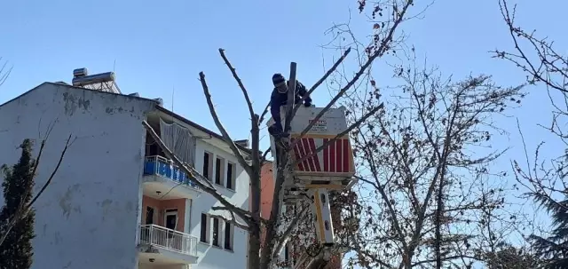Osmancık'ta belediye ekipleri ağaçları buduyor Osmancık'ta belediye ekipleri ağaçları buduyor