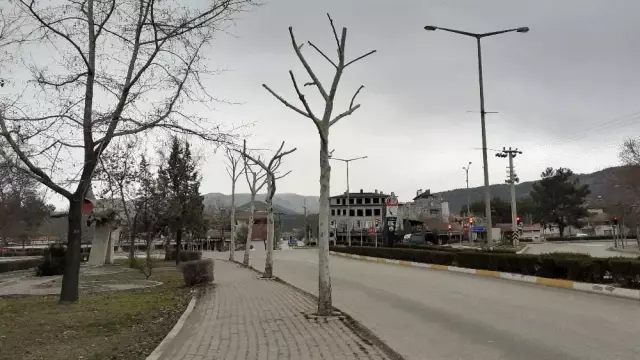 Osmancık'ta belediye ekipleri ağaçları buduyor Osmancık'ta belediye ekipleri ağaçları buduyor