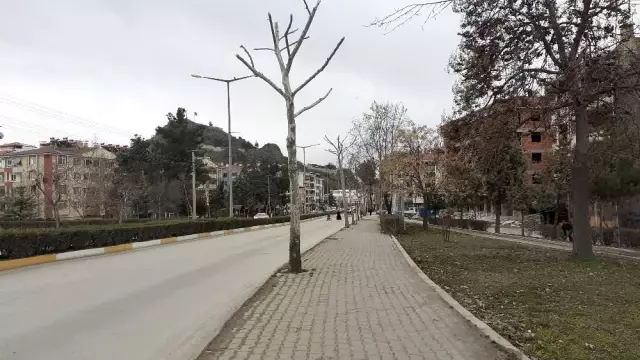 Osmancık'ta belediye ekipleri ağaçları buduyor Osmancık'ta belediye ekipleri ağaçları buduyor