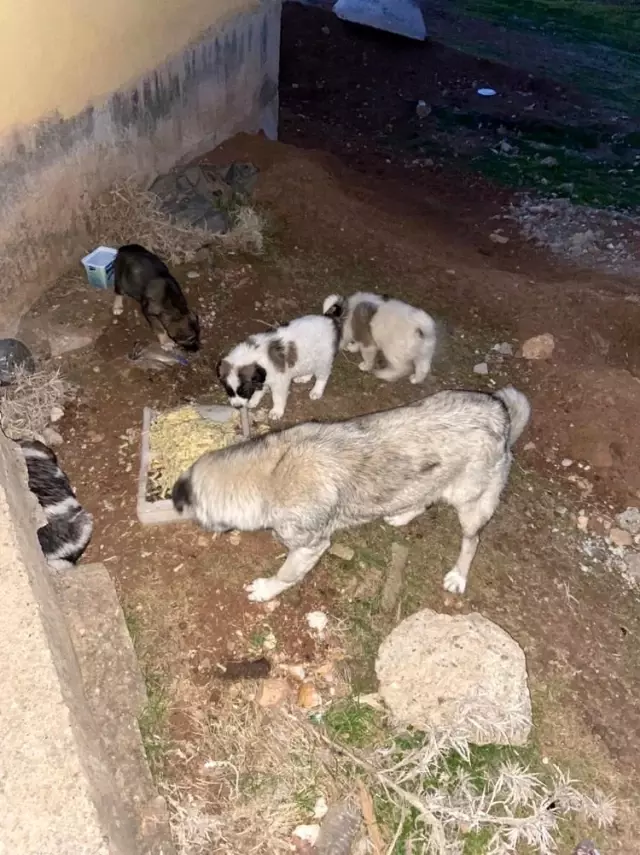 Sınırın sıfır noktasında kazanlar sokak hayvanları için kaynadı Sınırın sıfır noktasında kazanlar sokak hayvanları için kaynadı