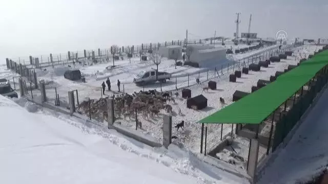 Yüksekova'ya yapılan hayvan barınağı 'can dostlar' için sıcak yuva oldu Yüksekova'ya yapılan hayvan barınağı 'can dostlar' için sıcak yuva oldu
