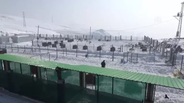 Yüksekova'ya yapılan hayvan barınağı 'can dostlar' için sıcak yuva oldu Yüksekova'ya yapılan hayvan barınağı 'can dostlar' için sıcak yuva oldu