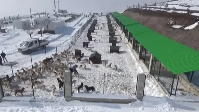Yüksekova'ya yapılan hayvan barınağı 'can dostlar' için sıcak yuva oldu Yüksekova'ya yapılan hayvan barınağı 'can dostlar' için sıcak yuva oldu