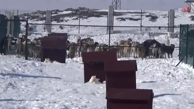 Yüksekova'ya yapılan hayvan barınağı 'can dostlar' için sıcak yuva oldu Yüksekova'ya yapılan hayvan barınağı 'can dostlar' için sıcak yuva oldu