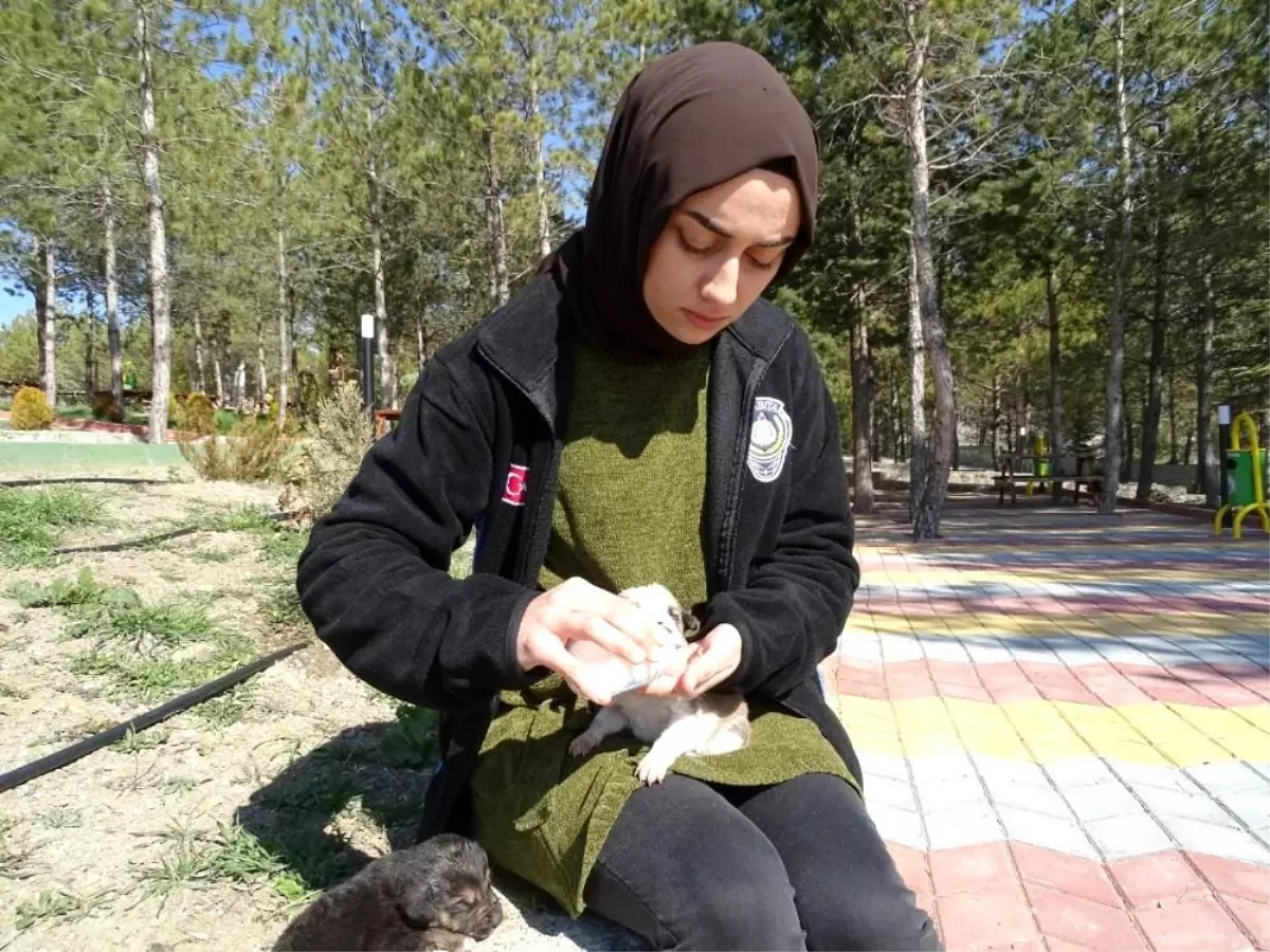 Annesiz yavru köpeklere belediye sahip çıktı