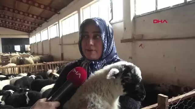 Devlet desteğinden yararlandı, koyun sürüsü sahibi oldu Devlet desteğinden yararlandı, koyun sürüsü sahibi oldu