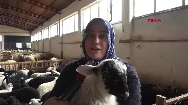 Devlet desteğinden yararlandı, koyun sürüsü sahibi oldu Devlet desteğinden yararlandı, koyun sürüsü sahibi oldu