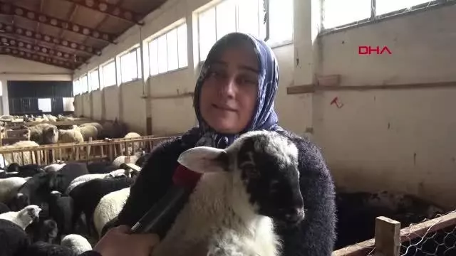 Devlet desteğinden yararlandı, koyun sürüsü sahibi oldu Devlet desteğinden yararlandı, koyun sürüsü sahibi oldu